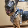 servicepuppers
