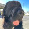 gordon_the_newfie