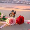 subhan.farhan7