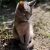 senorauva