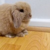 leni_the_bunny