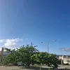alinylima36