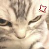 miau_miauuu5
