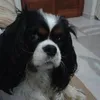 antoniettacoscia