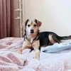 buffy.doggie