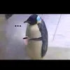yuekawaisocute