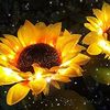 sunflower_00765