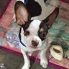 www.tiktok.jingg