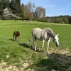 volkertisch