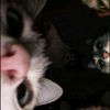 moon_ivy5