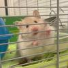 codie_thehamster_is_cute