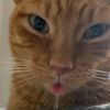 lazykit2