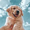 normal_aesthetic.vids
