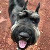 giantarizonadogs