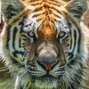 tigra2121