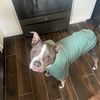 pitties_and_powerlifting