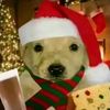 dat.dog_
