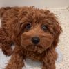 lucythecavapoo23