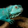 generaliguana