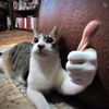 elchesse