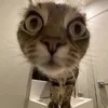 ddhhnniixxoa