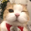 roywwy_