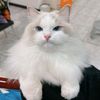 ankmager62_