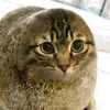 catsuu__