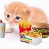 garythecat12