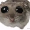 sad4hamster