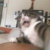 aprlajdjjskwi