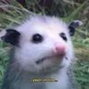 maicenotlacuache