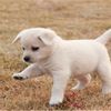 animallovers979