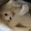 agwpmj3