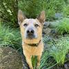 radartheredheeler