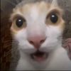 ajinomoto__o