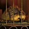 littlelion131