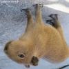 upsidedowncapybara