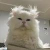 nochulie