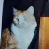 mymytiloulou