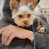 Godzilla the Teacup Yorkie