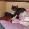 catgink