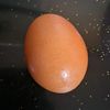 eggxx0