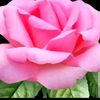 user98306663818808