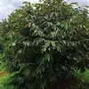 anhnongdan4.5