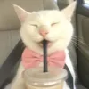jstcllme_hani
