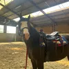 gun_le_paint_horse2