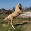 justloveandhorses8883