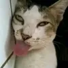 ntklla