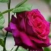 rosna379